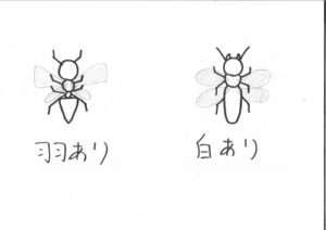 先週に続き白蟻講座第二弾！白蟻と羽蟻の違い